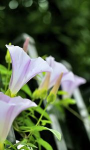 Preview wallpaper calystegia, flowers, buds, leaves, plant