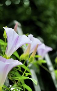 Preview wallpaper calystegia, flowers, buds, leaves, plant