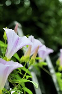 Preview wallpaper calystegia, flowers, buds, leaves, plant