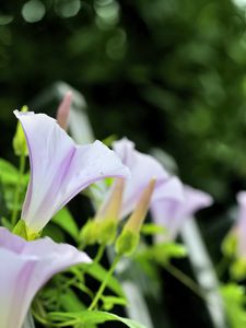 Preview wallpaper calystegia, flowers, buds, leaves, plant