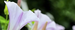 Preview wallpaper calystegia, flowers, buds, leaves, plant