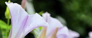 Preview wallpaper calystegia, flowers, buds, leaves, plant