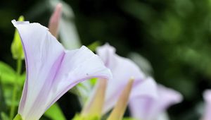 Preview wallpaper calystegia, flowers, buds, leaves, plant