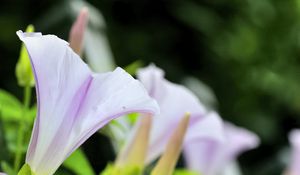 Preview wallpaper calystegia, flowers, buds, leaves, plant