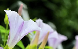 Preview wallpaper calystegia, flowers, buds, leaves, plant