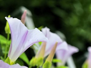 Preview wallpaper calystegia, flowers, buds, leaves, plant