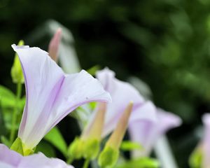 Preview wallpaper calystegia, flowers, buds, leaves, plant