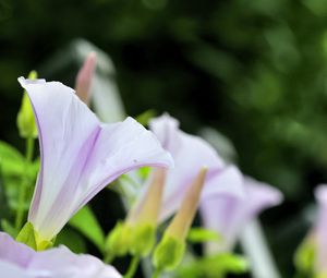 Preview wallpaper calystegia, flowers, buds, leaves, plant