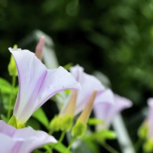 Preview wallpaper calystegia, flowers, buds, leaves, plant