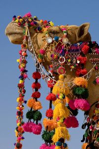 Preview wallpaper camel, dress, head, sky