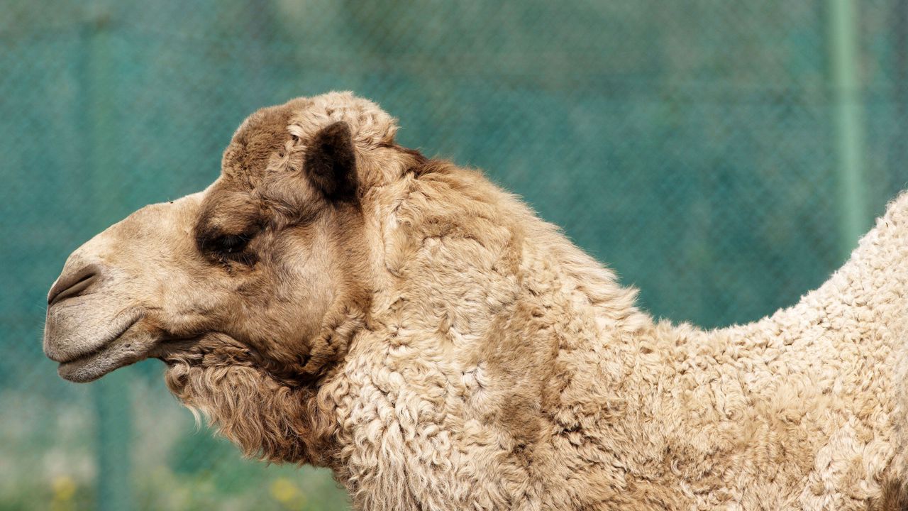 Wallpaper camel, face, profile, wool