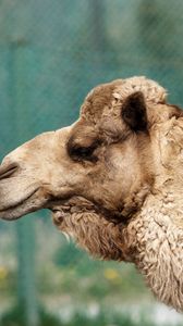 Preview wallpaper camel, face, profile, wool
