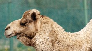 Preview wallpaper camel, face, profile, wool