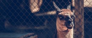 Preview wallpaper camel, muzzle, look