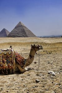 Preview wallpaper camel, pyramids, egypt