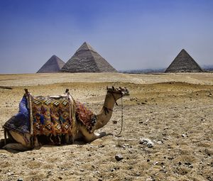 Preview wallpaper camel, pyramids, egypt