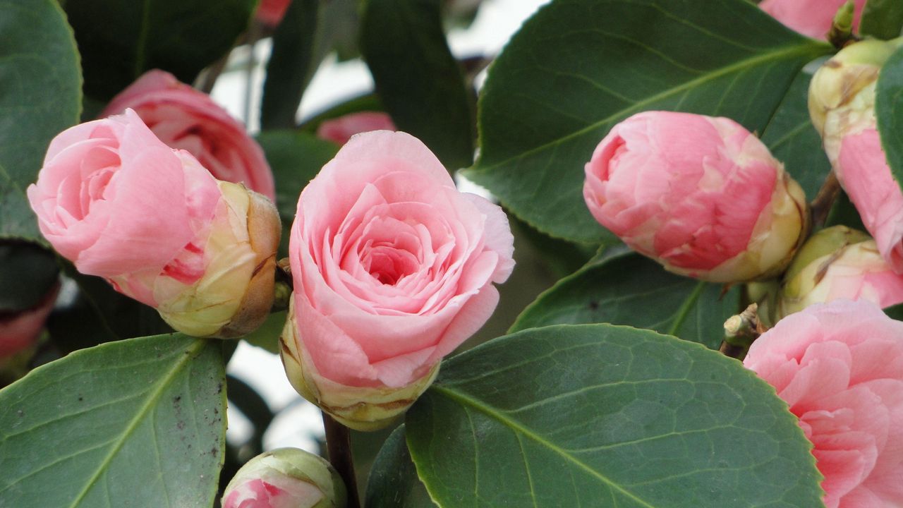 Wallpaper camellia, buds, leaves, close up