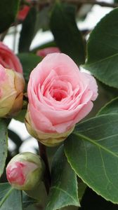 Preview wallpaper camellia, buds, leaves, close up