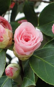 Preview wallpaper camellia, buds, leaves, close up