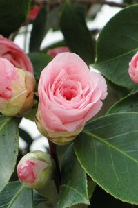 Preview wallpaper camellia, buds, leaves, close up