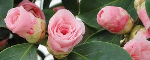 Preview wallpaper camellia, buds, leaves, close up