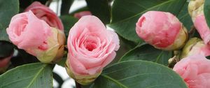 Preview wallpaper camellia, buds, leaves, close up