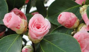 Preview wallpaper camellia, buds, leaves, close up