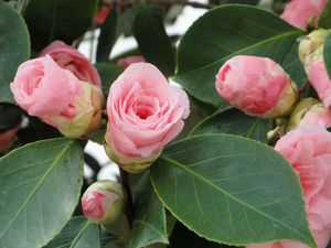 Preview wallpaper camellia, buds, leaves, close up