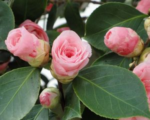 Preview wallpaper camellia, buds, leaves, close up