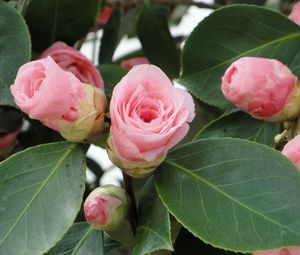 Preview wallpaper camellia, buds, leaves, close up