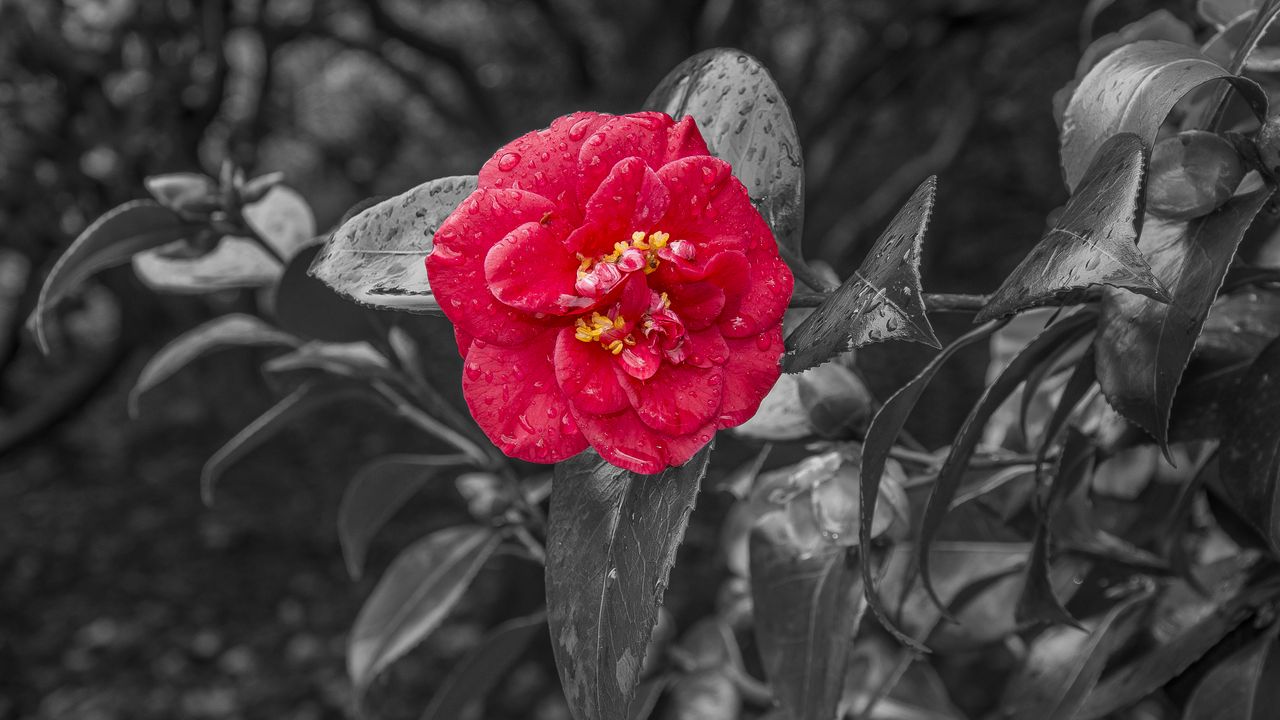 Wallpaper camellia, dew, photoshop, bloom