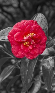 Preview wallpaper camellia, dew, photoshop, bloom