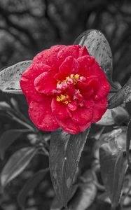 Preview wallpaper camellia, dew, photoshop, bloom