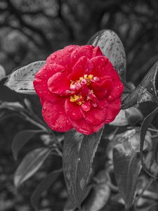 Preview wallpaper camellia, dew, photoshop, bloom