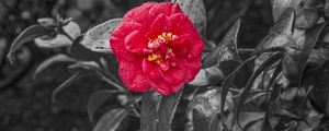 Preview wallpaper camellia, dew, photoshop, bloom