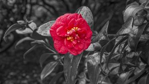 Preview wallpaper camellia, dew, photoshop, bloom