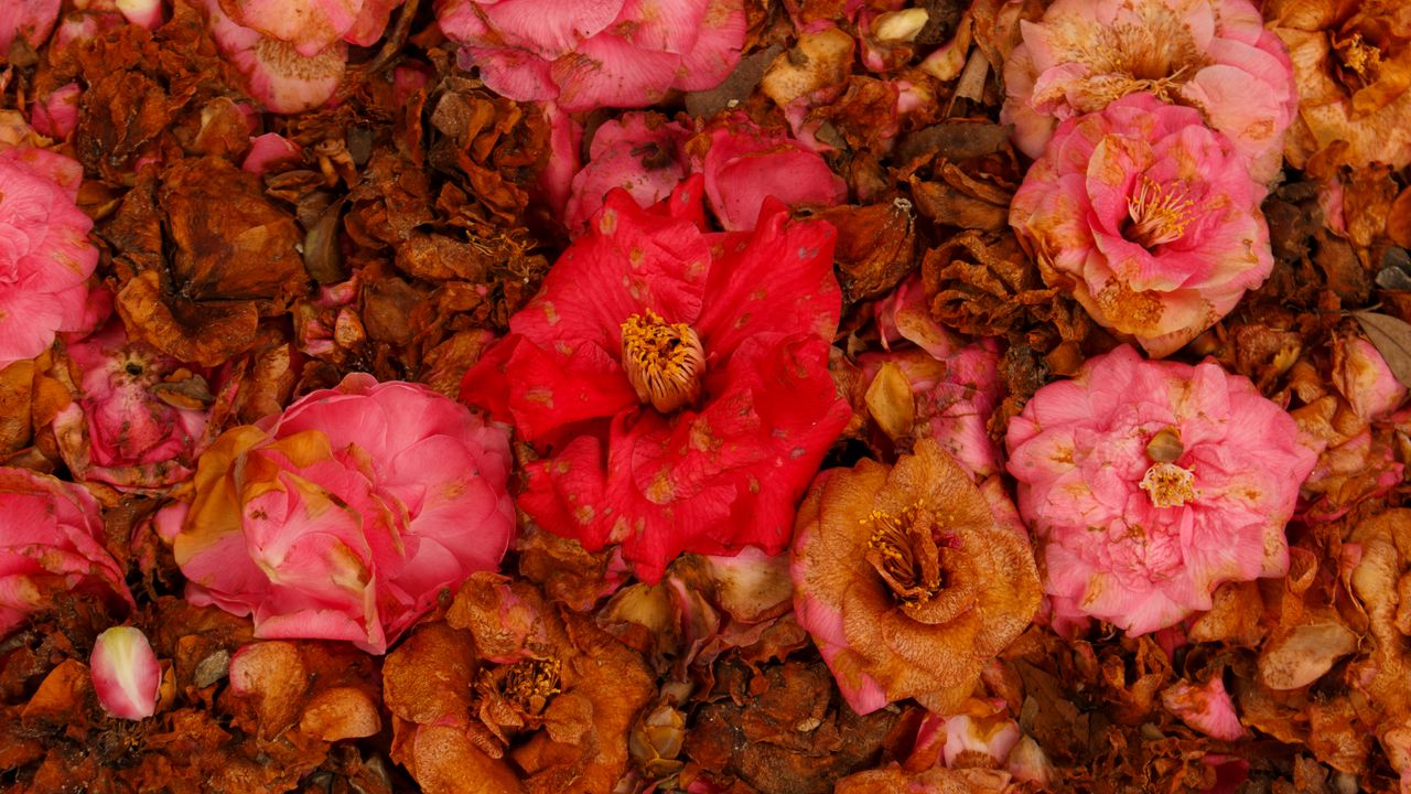 Wallpaper camellia, dry, flowers, garden, pink, red