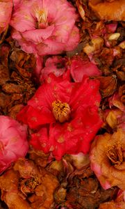 Preview wallpaper camellia, dry, flowers, garden, pink, red