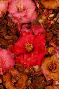 Preview wallpaper camellia, dry, flowers, garden, pink, red