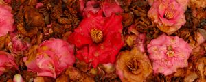 Preview wallpaper camellia, dry, flowers, garden, pink, red