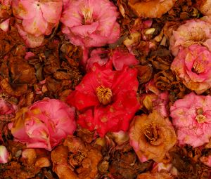 Preview wallpaper camellia, dry, flowers, garden, pink, red