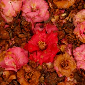Preview wallpaper camellia, dry, flowers, garden, pink, red