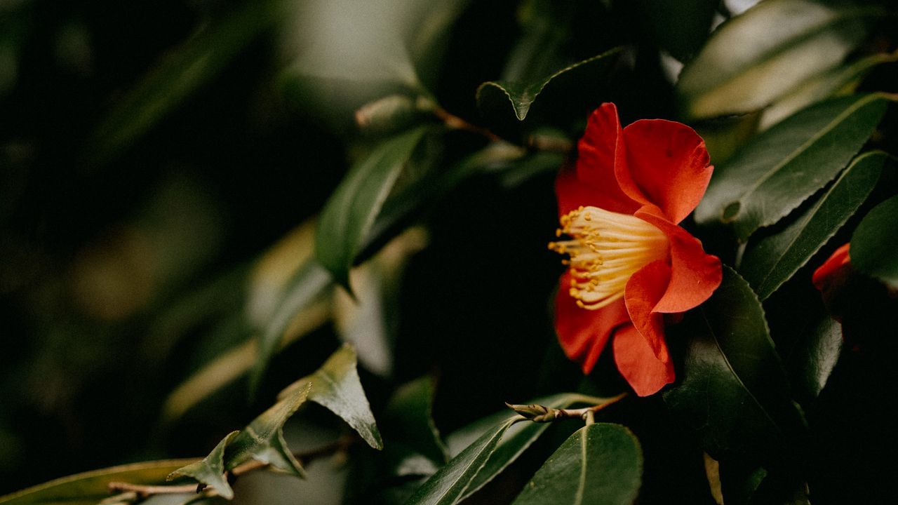 Wallpaper camellia, flower, branches, leaves, plant, macro