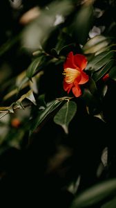 Preview wallpaper camellia, flower, branches, leaves, plant, macro