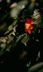 Preview wallpaper camellia, flower, branches, leaves, plant, macro