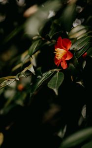 Preview wallpaper camellia, flower, branches, leaves, plant, macro