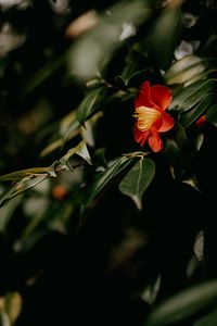 Preview wallpaper camellia, flower, branches, leaves, plant, macro