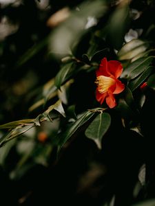 Preview wallpaper camellia, flower, branches, leaves, plant, macro