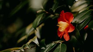 Preview wallpaper camellia, flower, branches, leaves, plant, macro