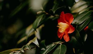 Preview wallpaper camellia, flower, branches, leaves, plant, macro